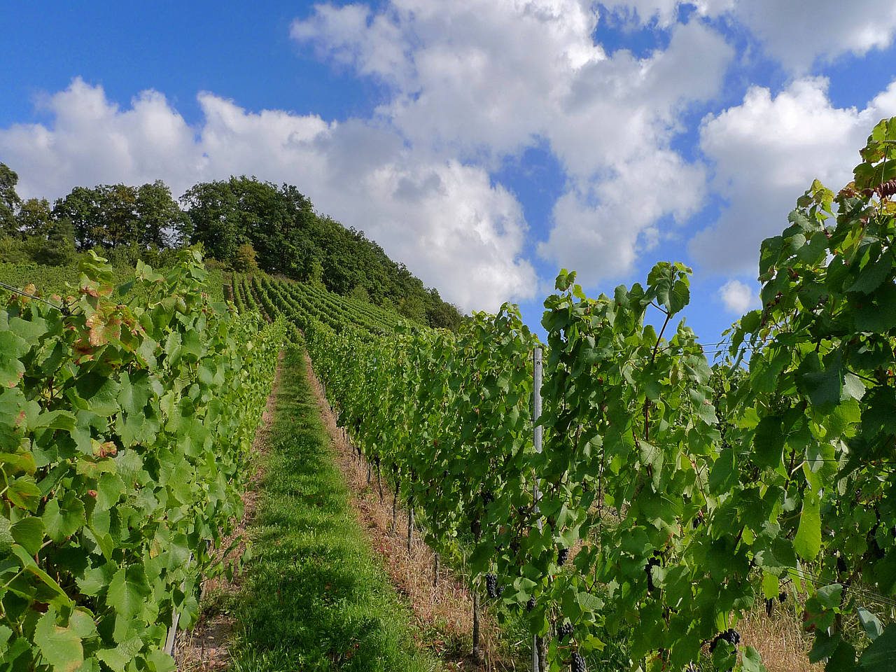  Bildansicht Reiseführer  In der kleinen Stadt Mehmetçik wird Wein angebaut