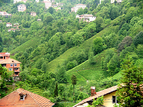 Fotos Rize | Rize